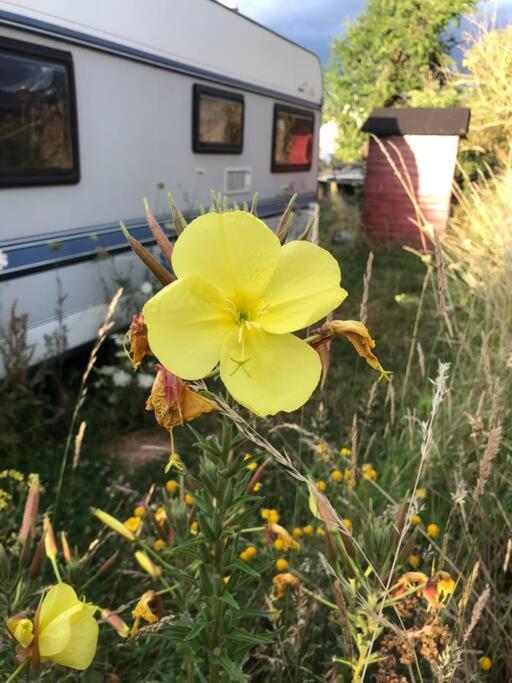 Вилла Tiny House Anneliese Hunde Okay Oberbettingen Экстерьер фото